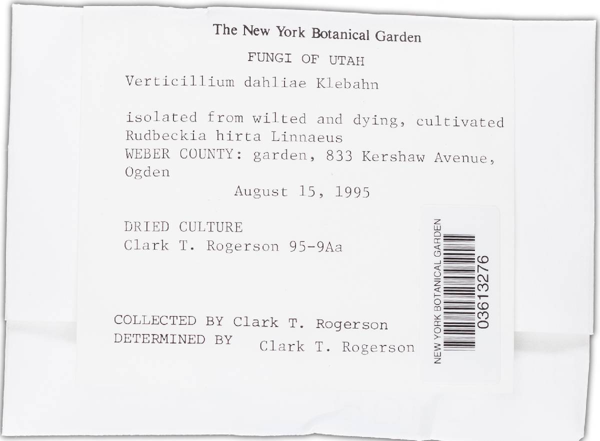 Verticillium dahliae image