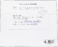 Lecanicillium fungicola var. fungicola image