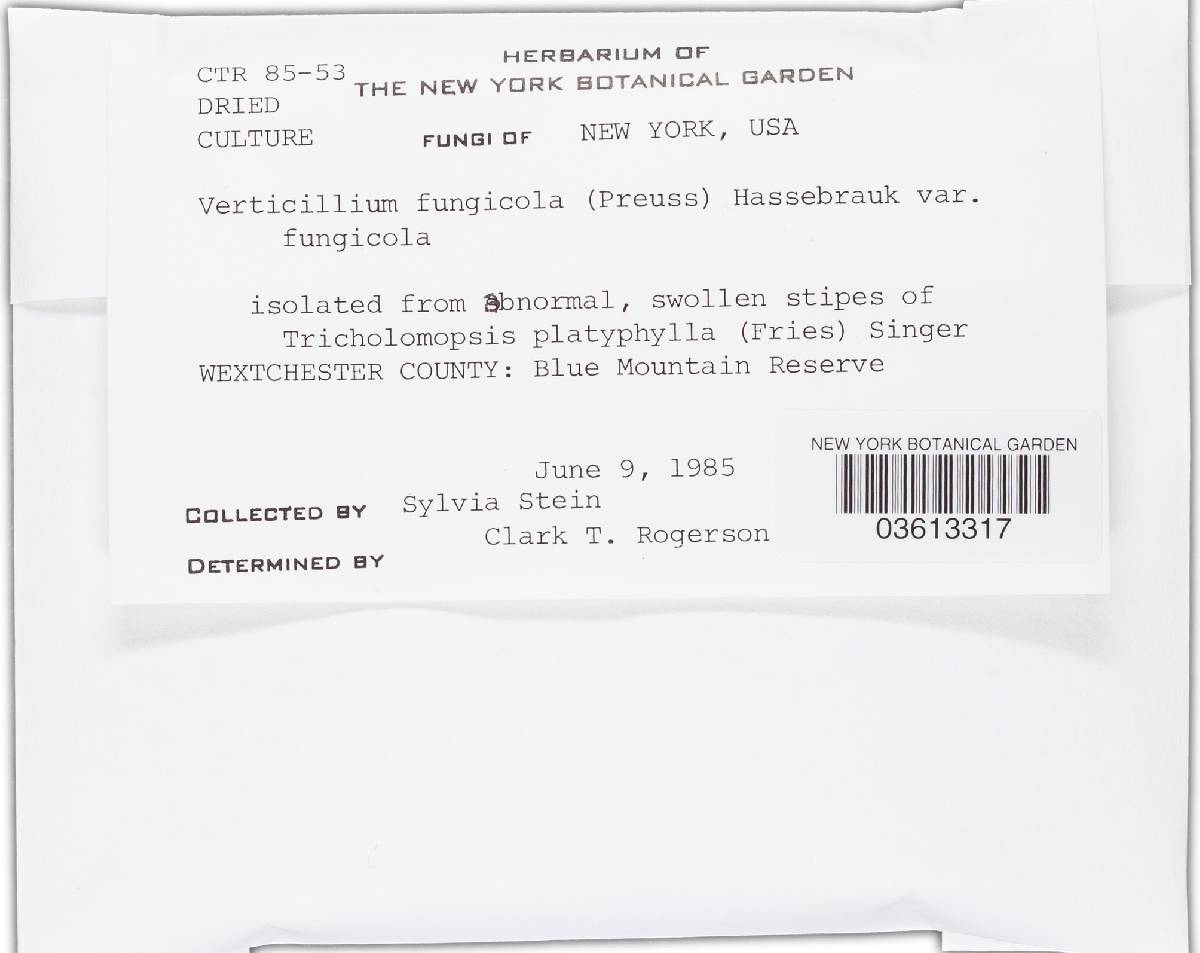 Lecanicillium image