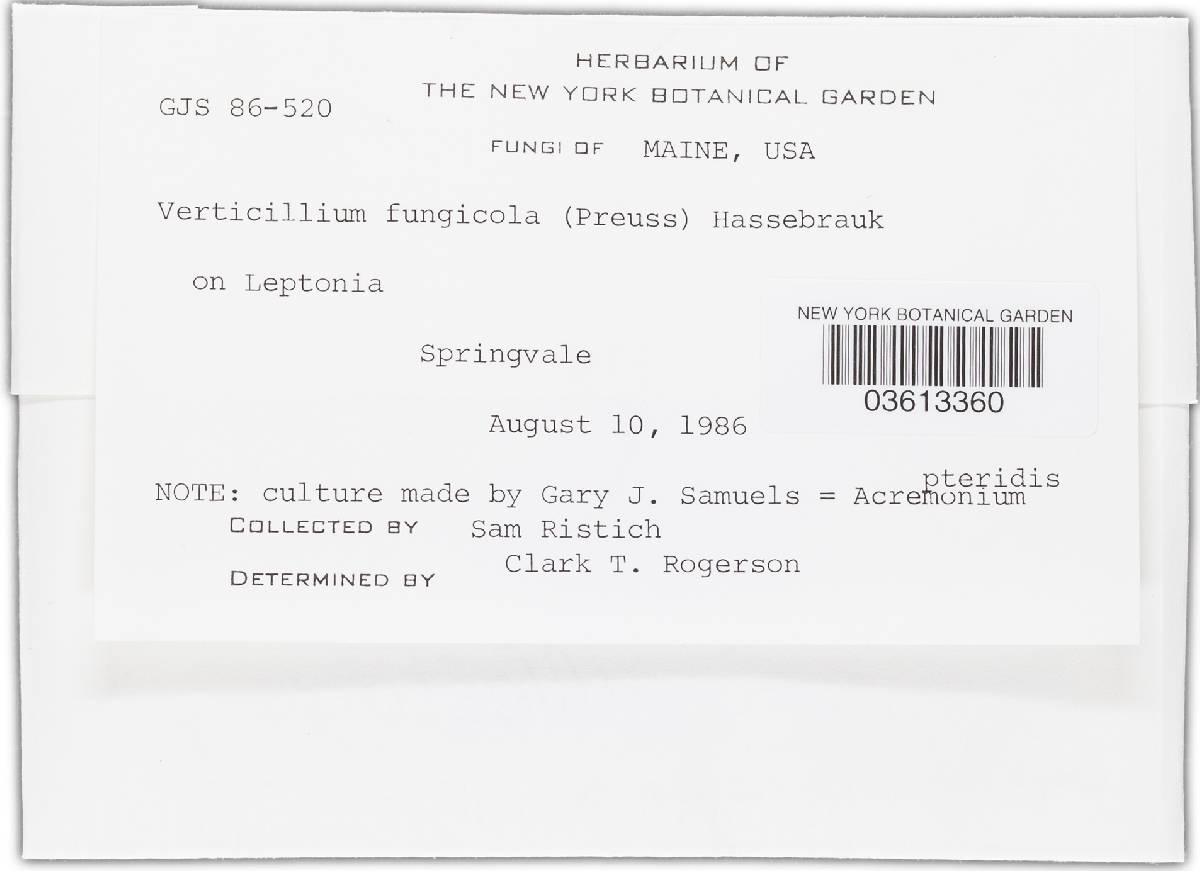 Lecanicillium fungicola var. fungicola image