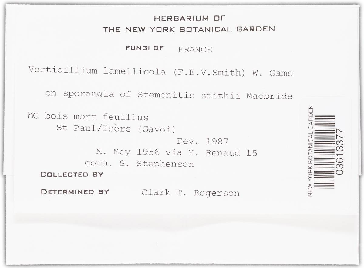 Simplicillium lamellicola image