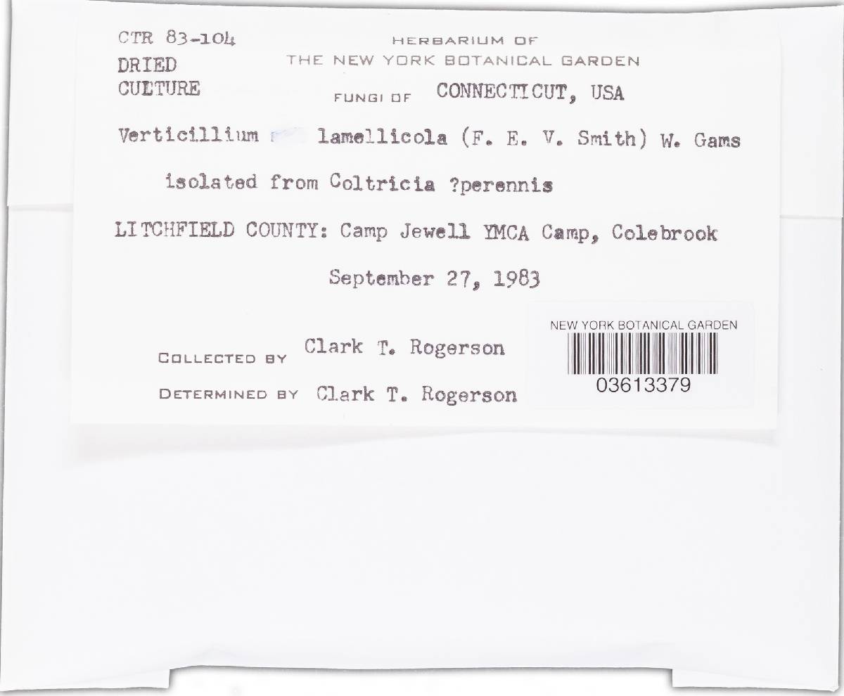 Simplicillium lamellicola image