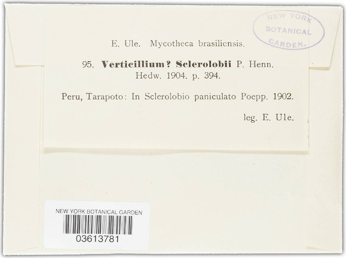 Verticillium sclerolobii image