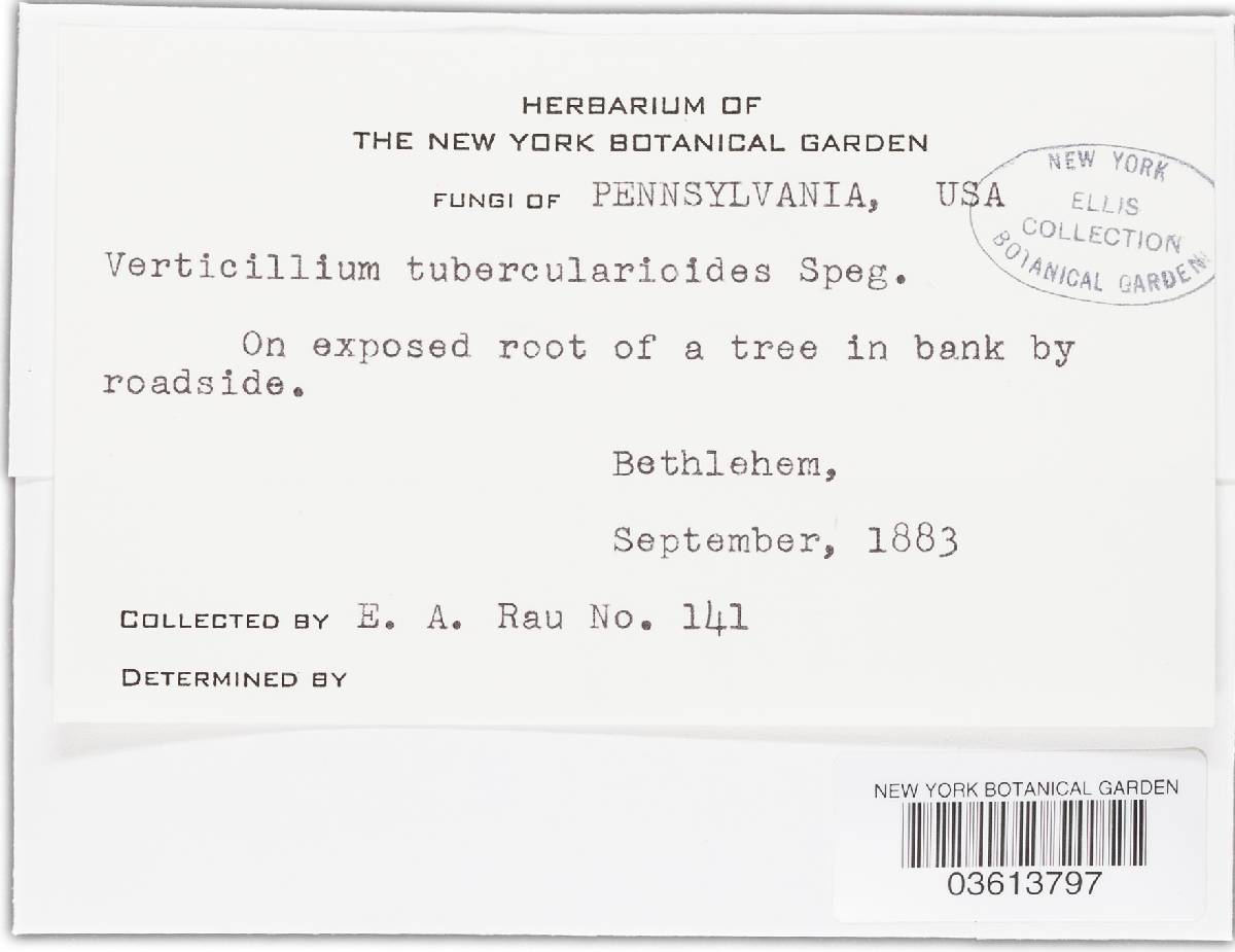 Verticillium tubercularioides image