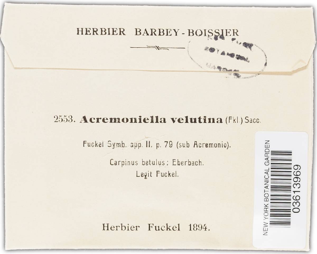 Acremoniella velutina image