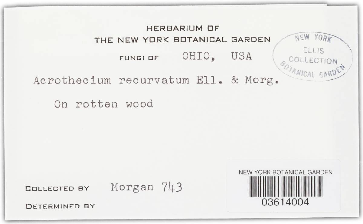 Pleurothecium recurvatum image