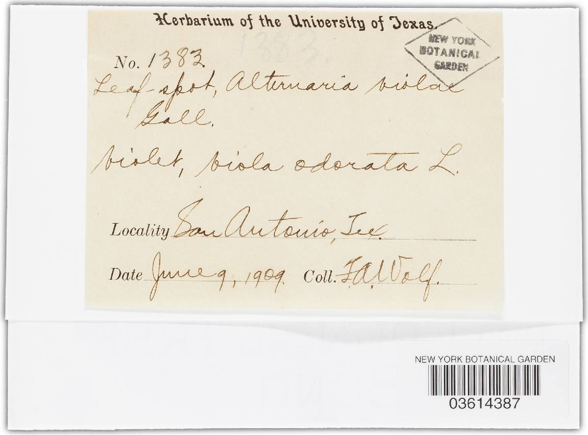 Alternaria violae image