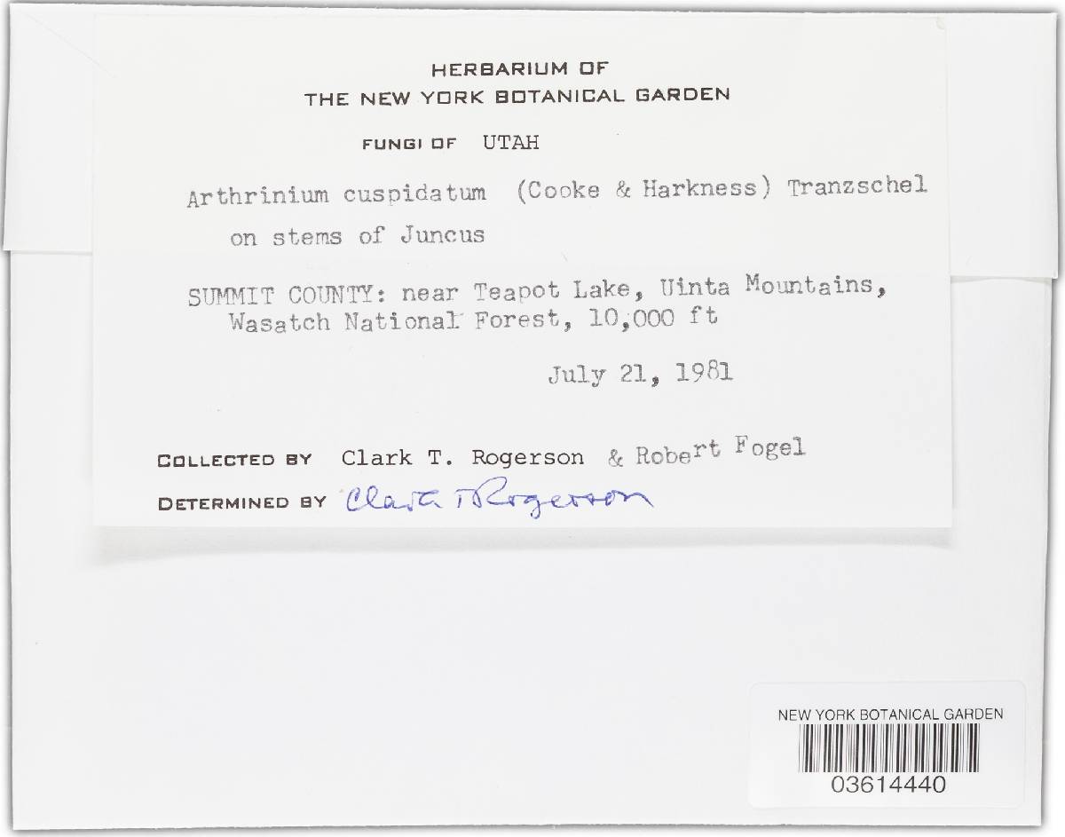 Arthrinium cuspidatum image