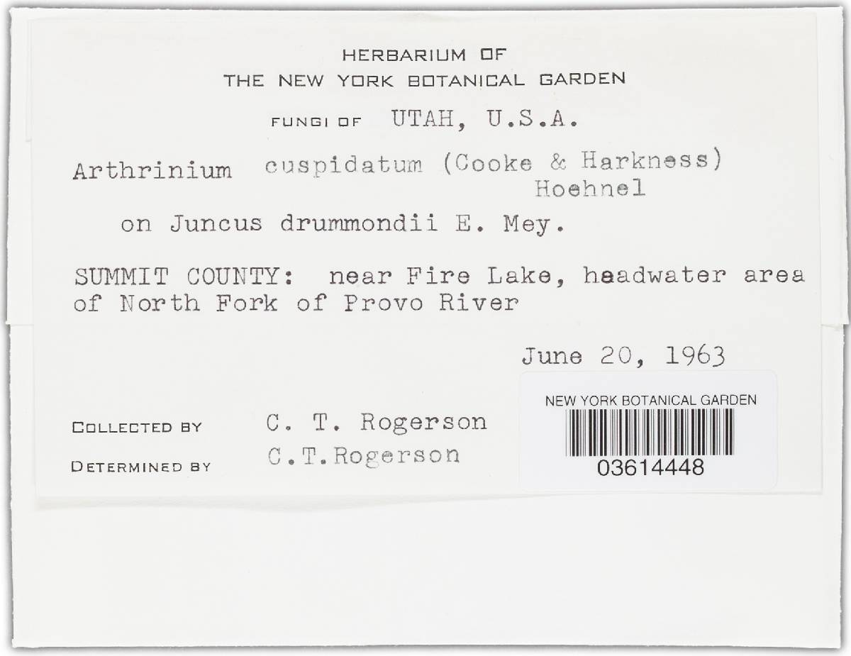 Arthrinium cuspidatum image