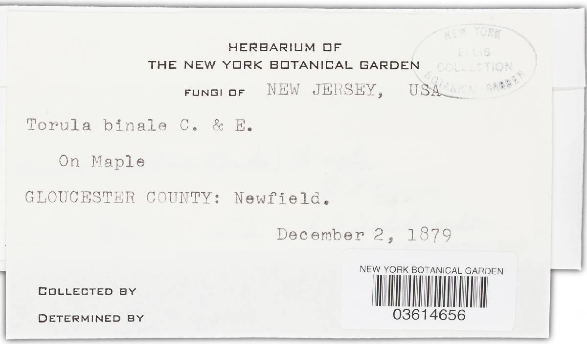 Bispora betulina image
