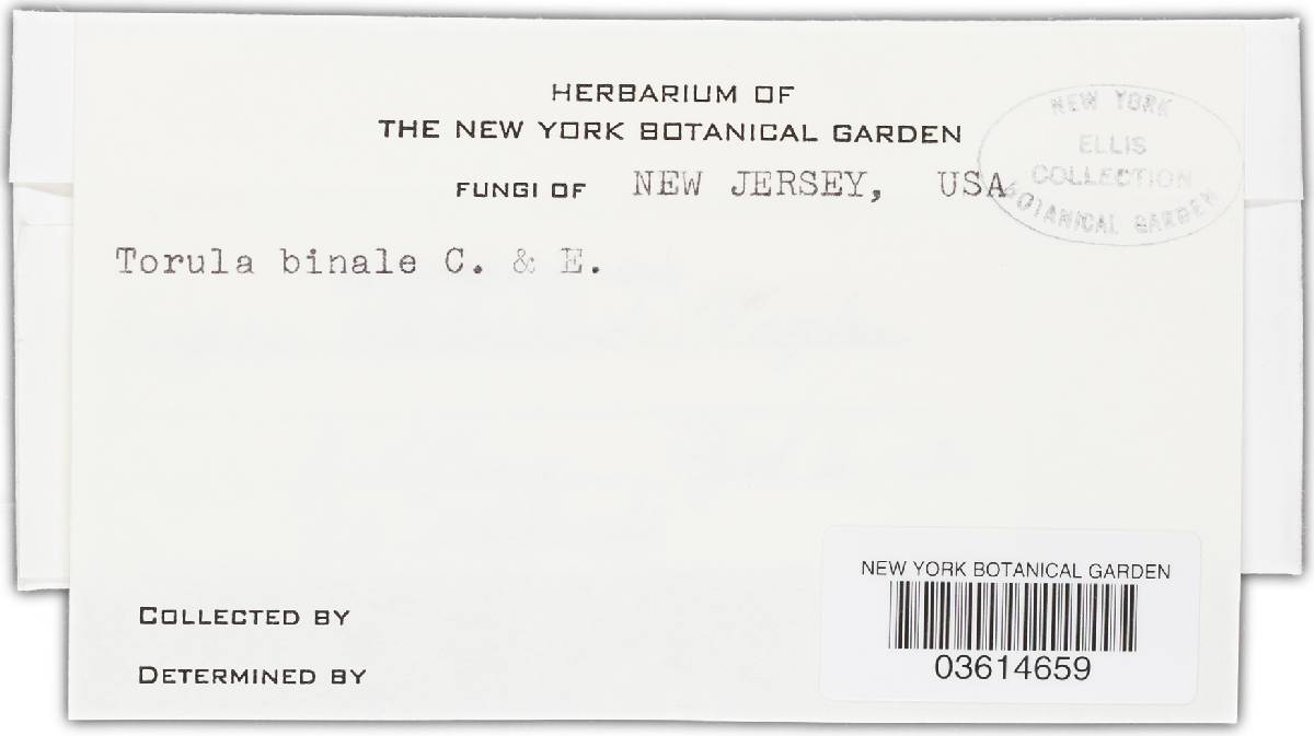 Bispora betulina image