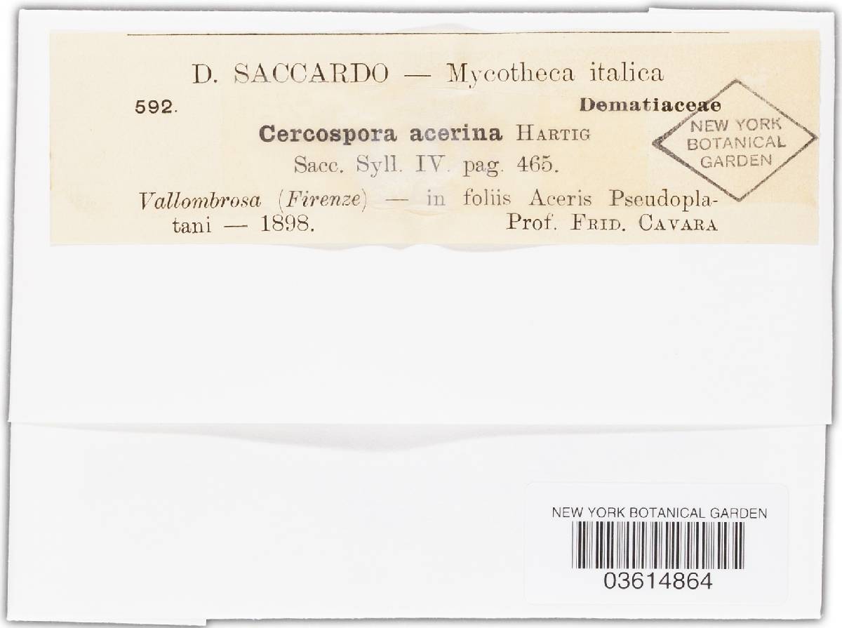 Mycocentrospora acerina image