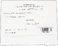 Cercospora althaeina image