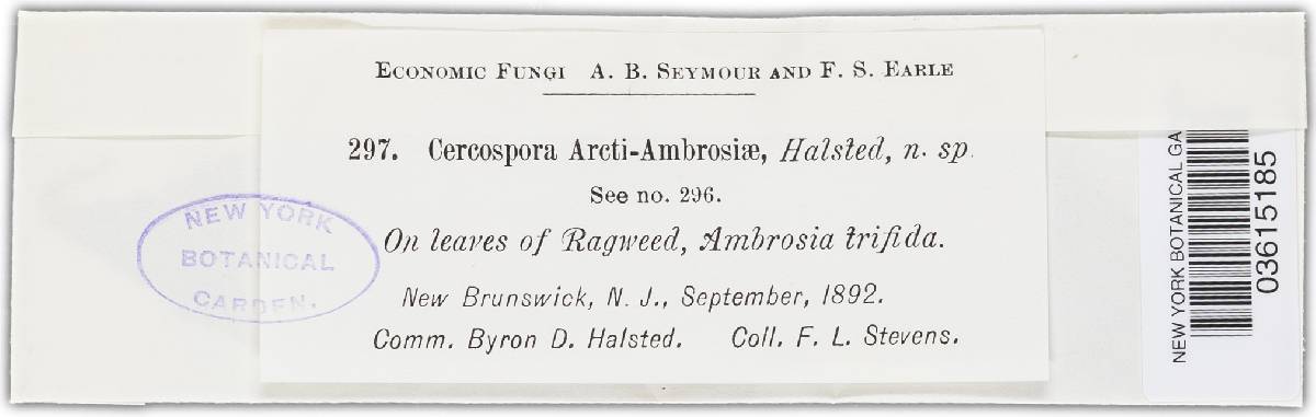 Cercospora arcti-ambrosiae image