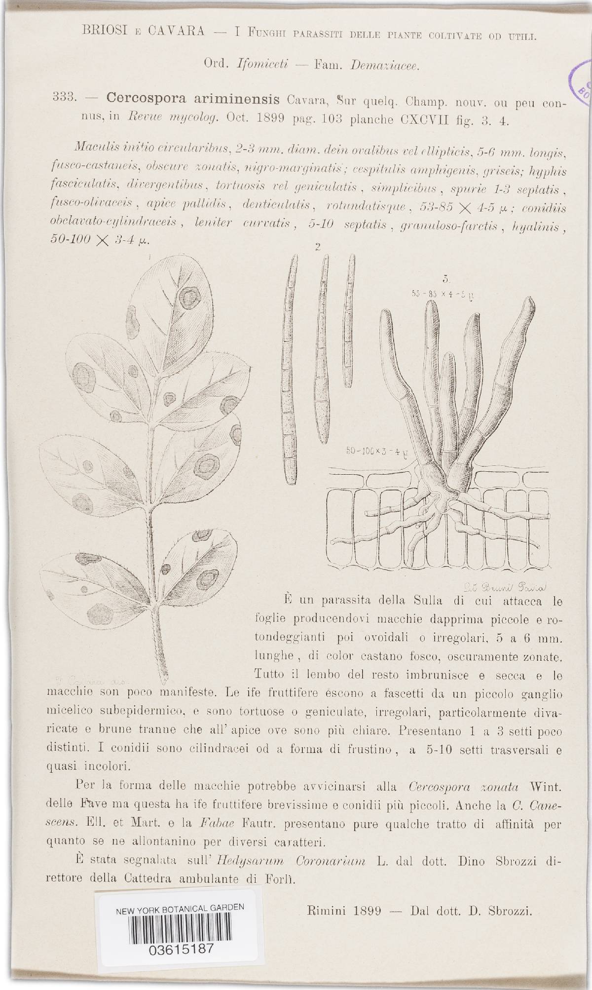 Cercospora ariminensis image