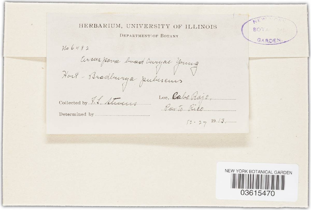 Pseudocercospora bradburyae image