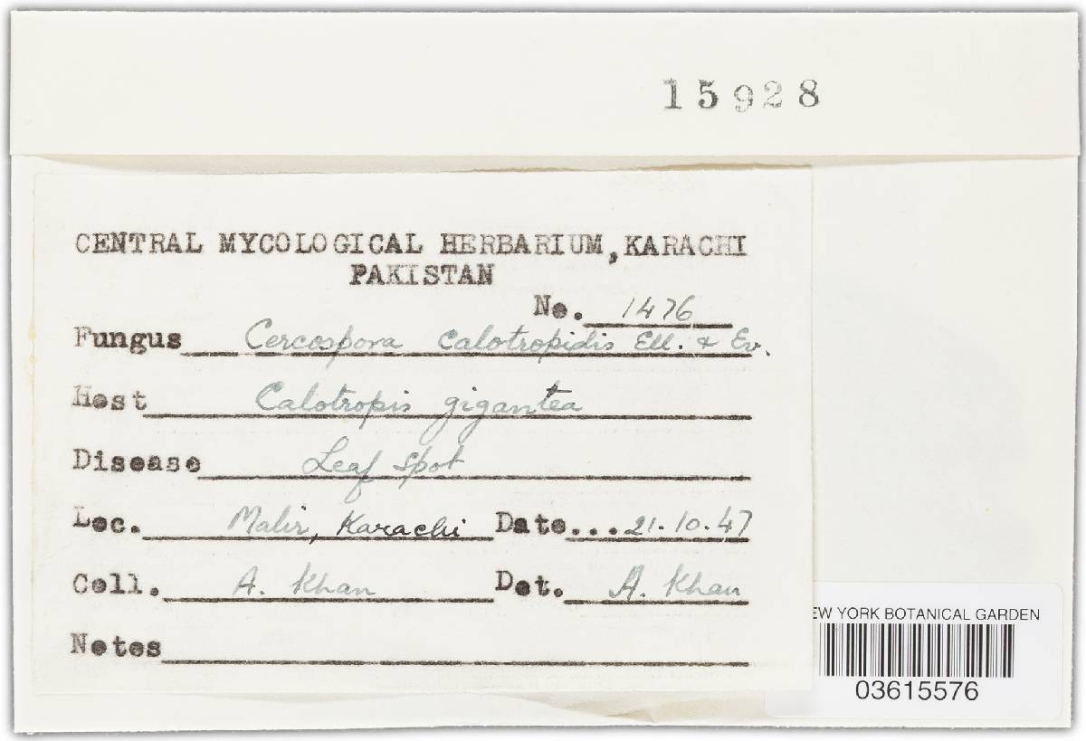 Passalora calotropidis image