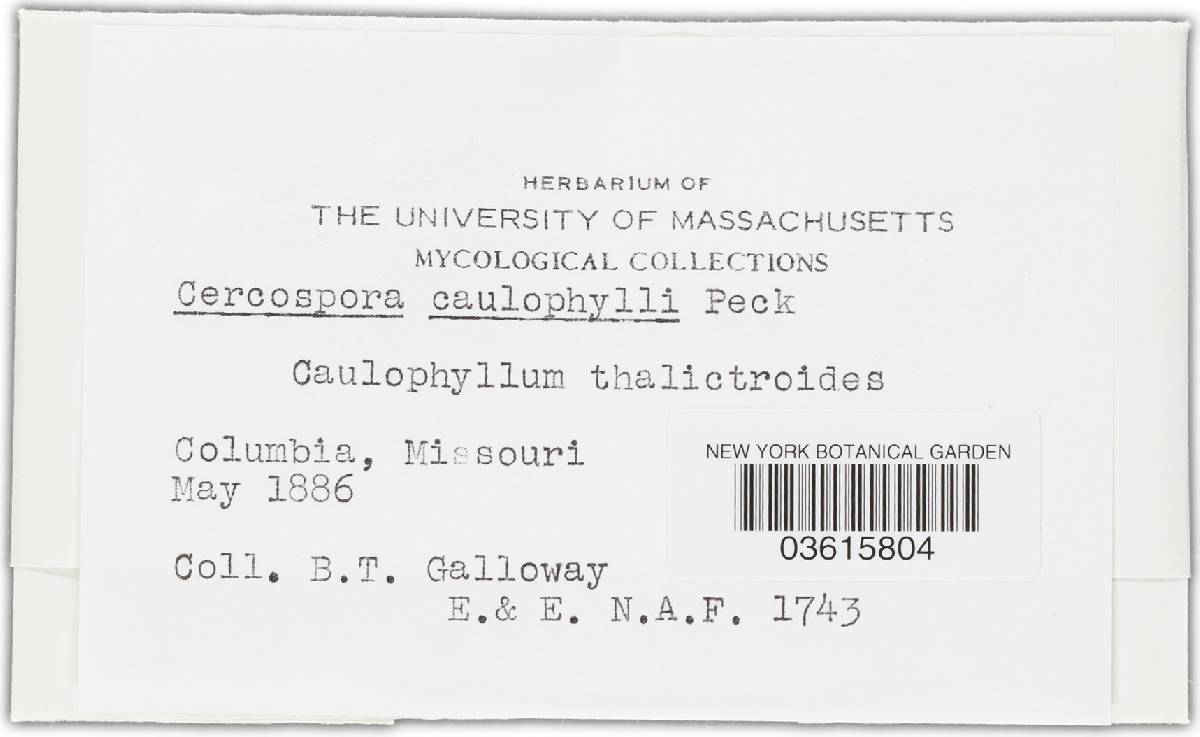 Passalora caulophylli image