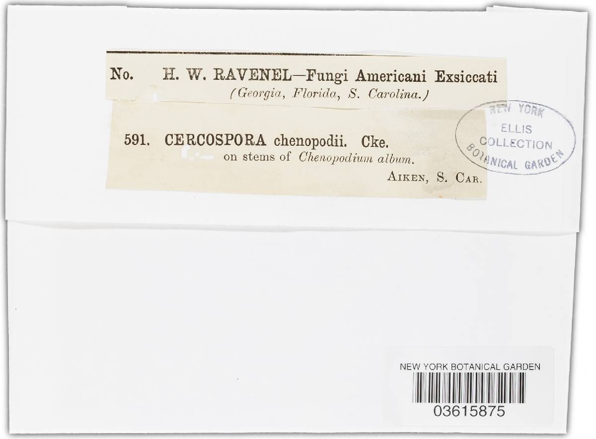 Cercospora chenopodii-ambrosioides image