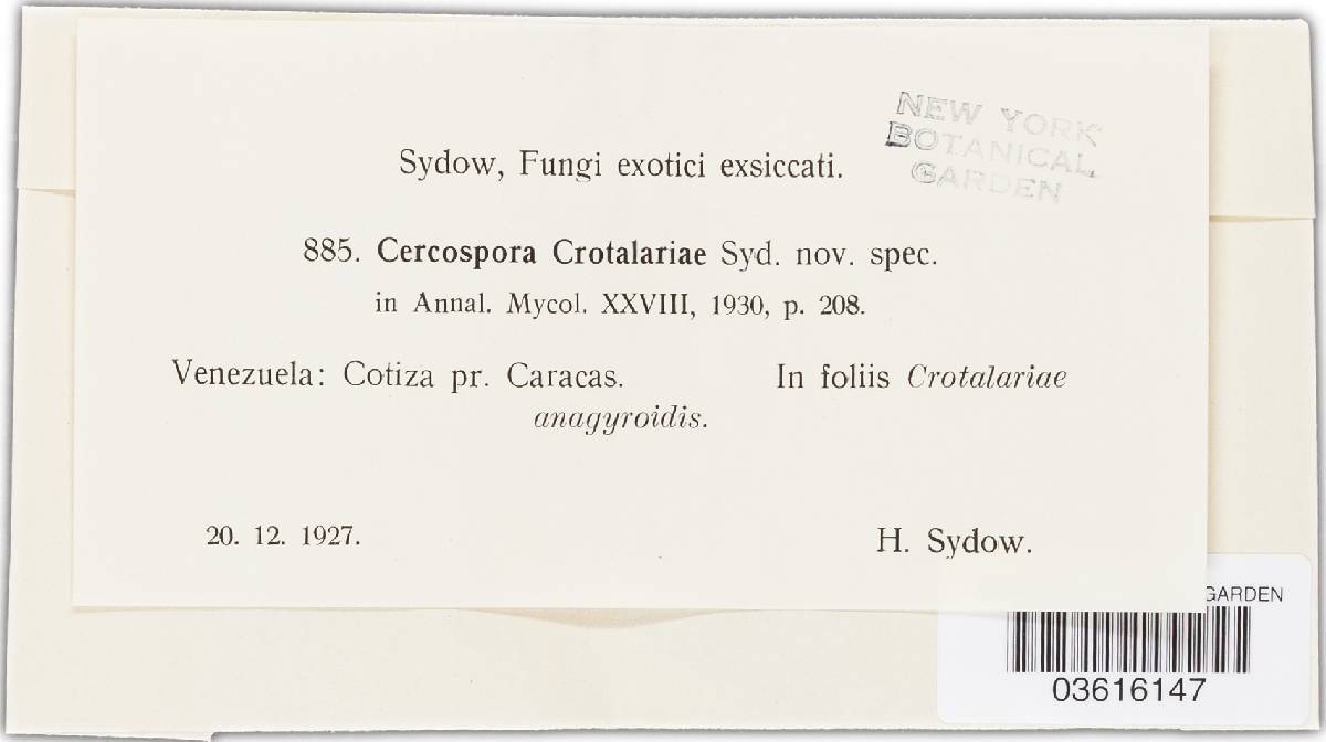 Pseudocercospora cotizensis image