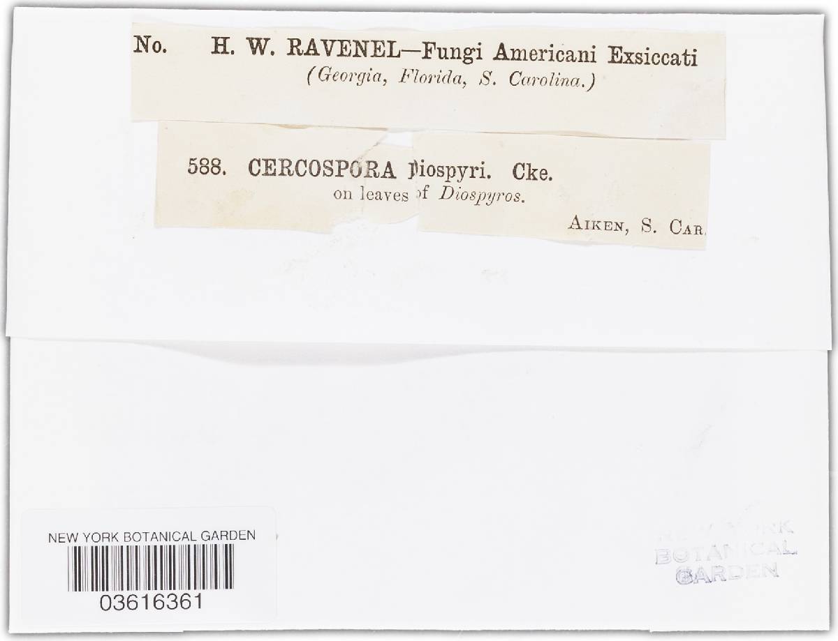 Cercospora diospyri image