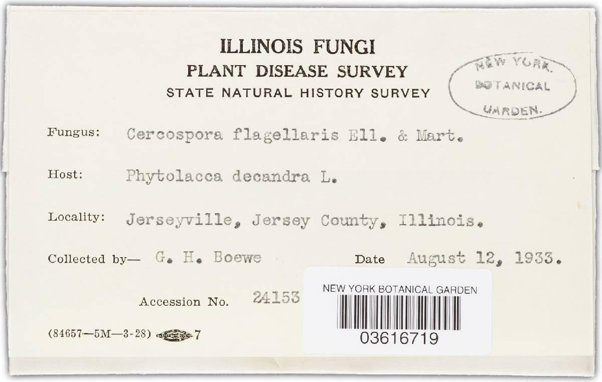 Cercospora fingens image