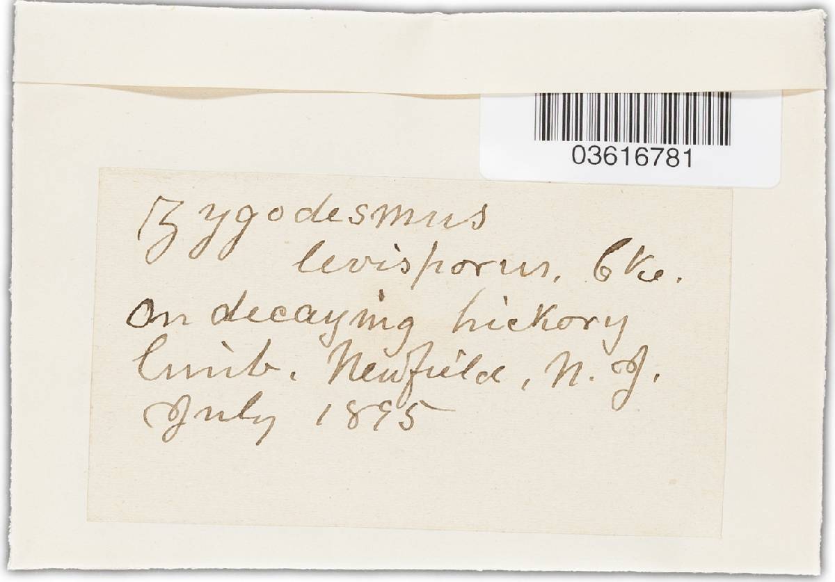 Zygodesmus laevisporus image