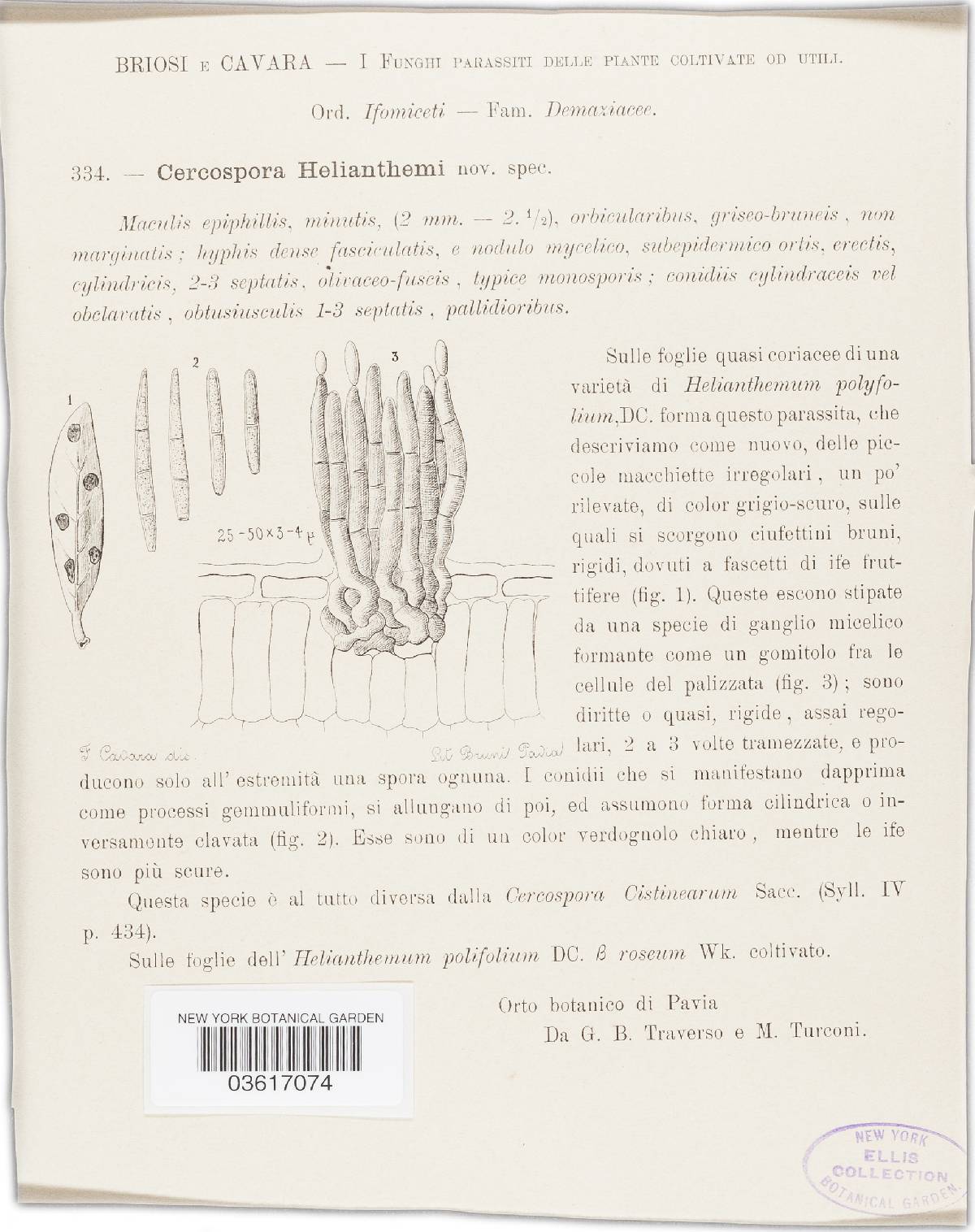 Cercospora helianthemi image
