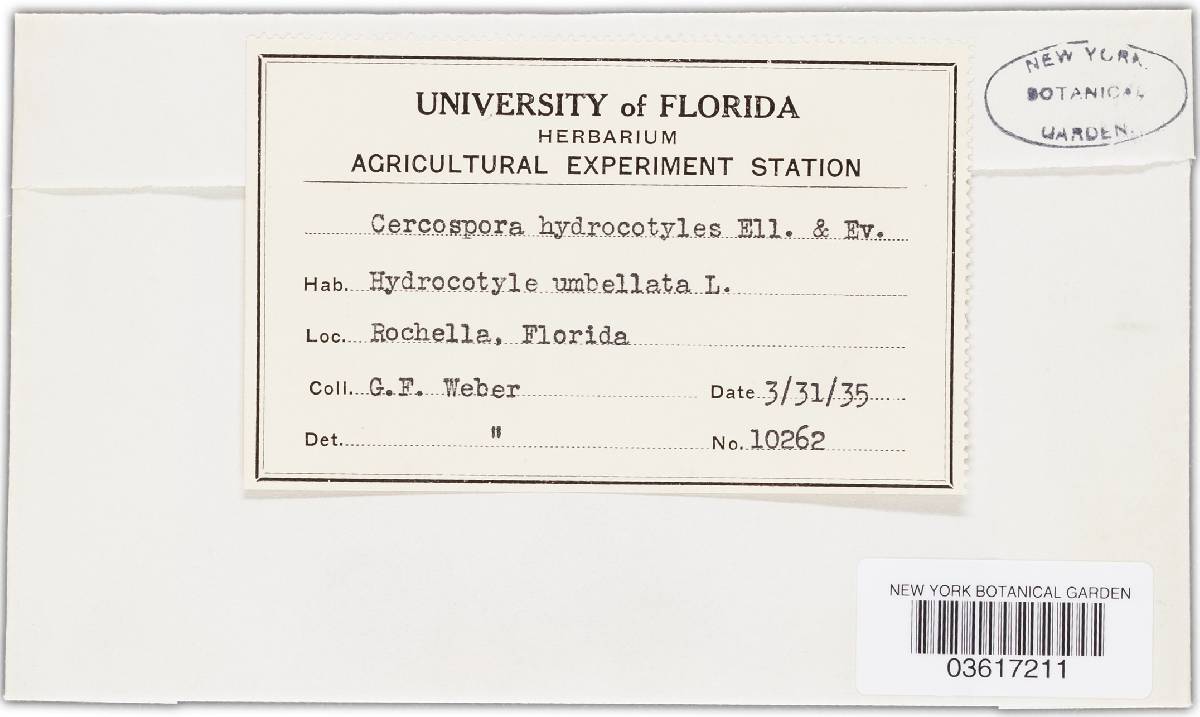 Cercospora hydrocotyles image
