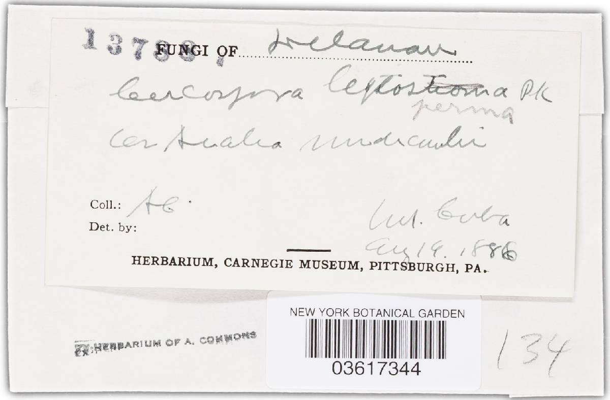 Pseudocercosporella leptosperma image