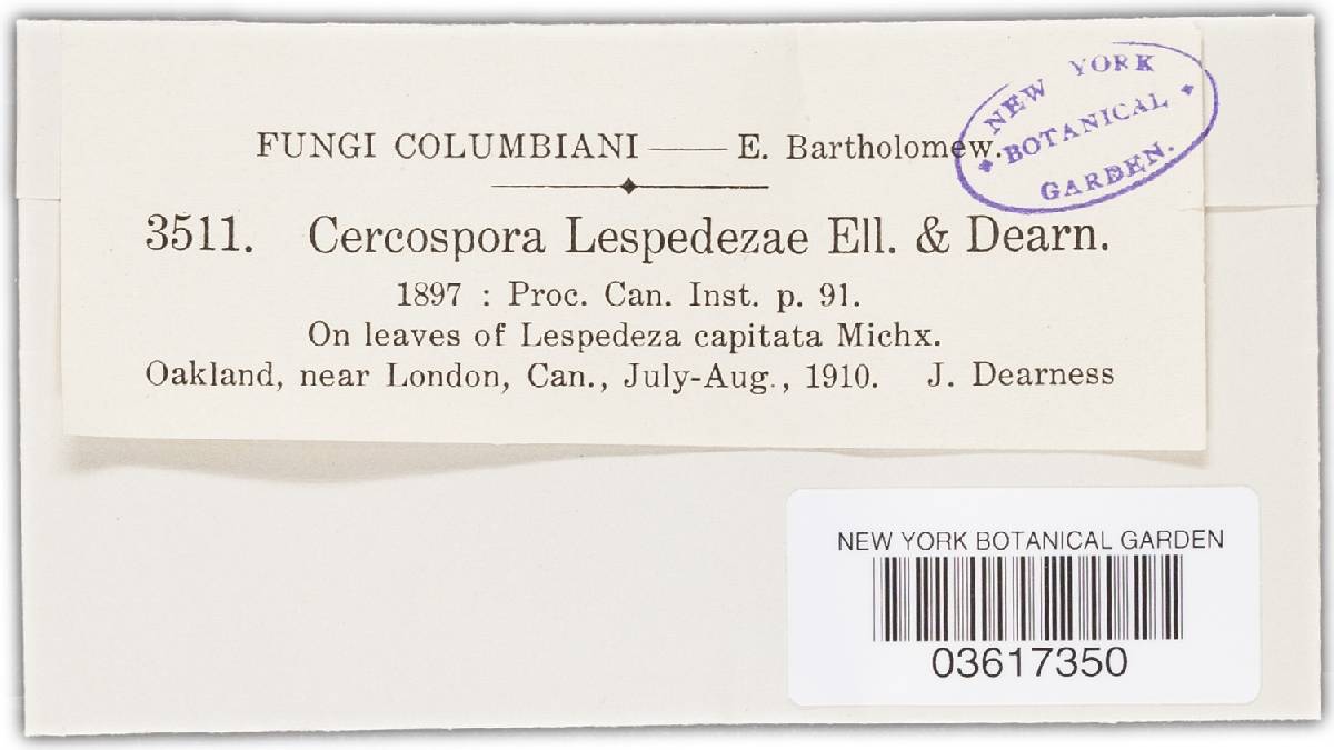 Pseudocercosporella leptosperma image