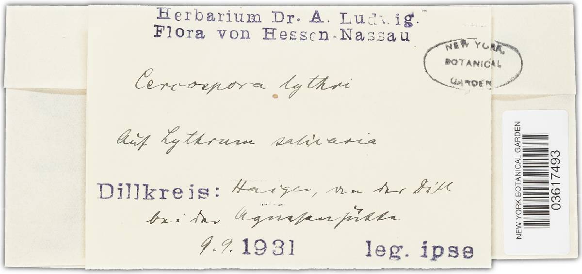 Stenella lythri image