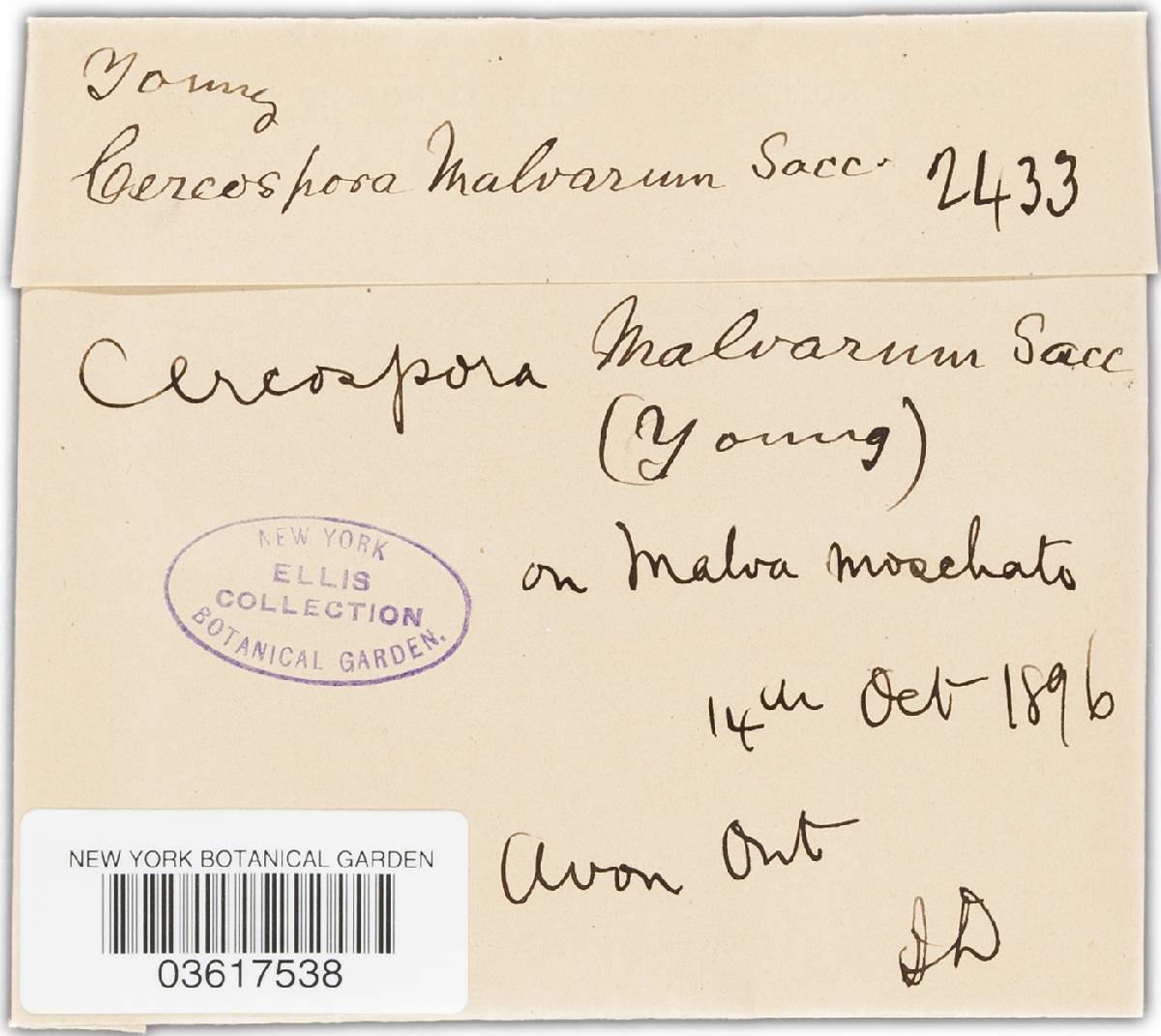 Cercospora malvarum image
