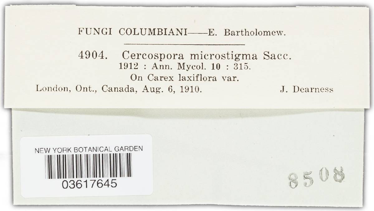 Cercospora microstigma image