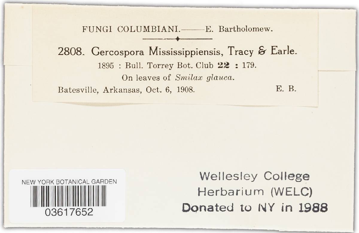 Pseudocercospora mississippiensis image