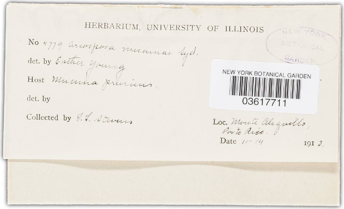 Cercospora mucunae image
