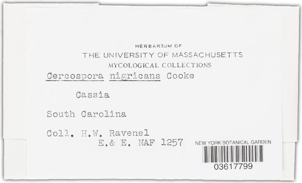 Pseudocercospora nigricans image