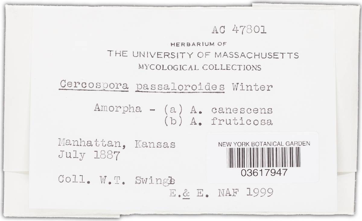 Passalora passaloroides image