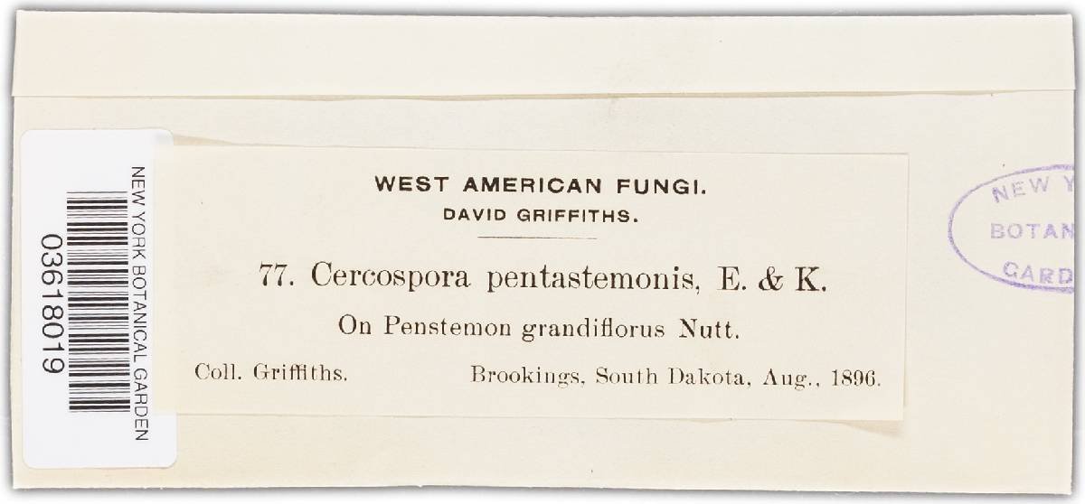 Cercospora pentstemonis image