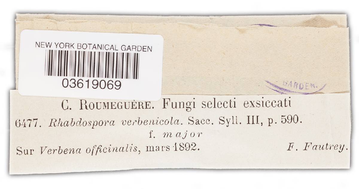 Rhabdospora verbenicola image