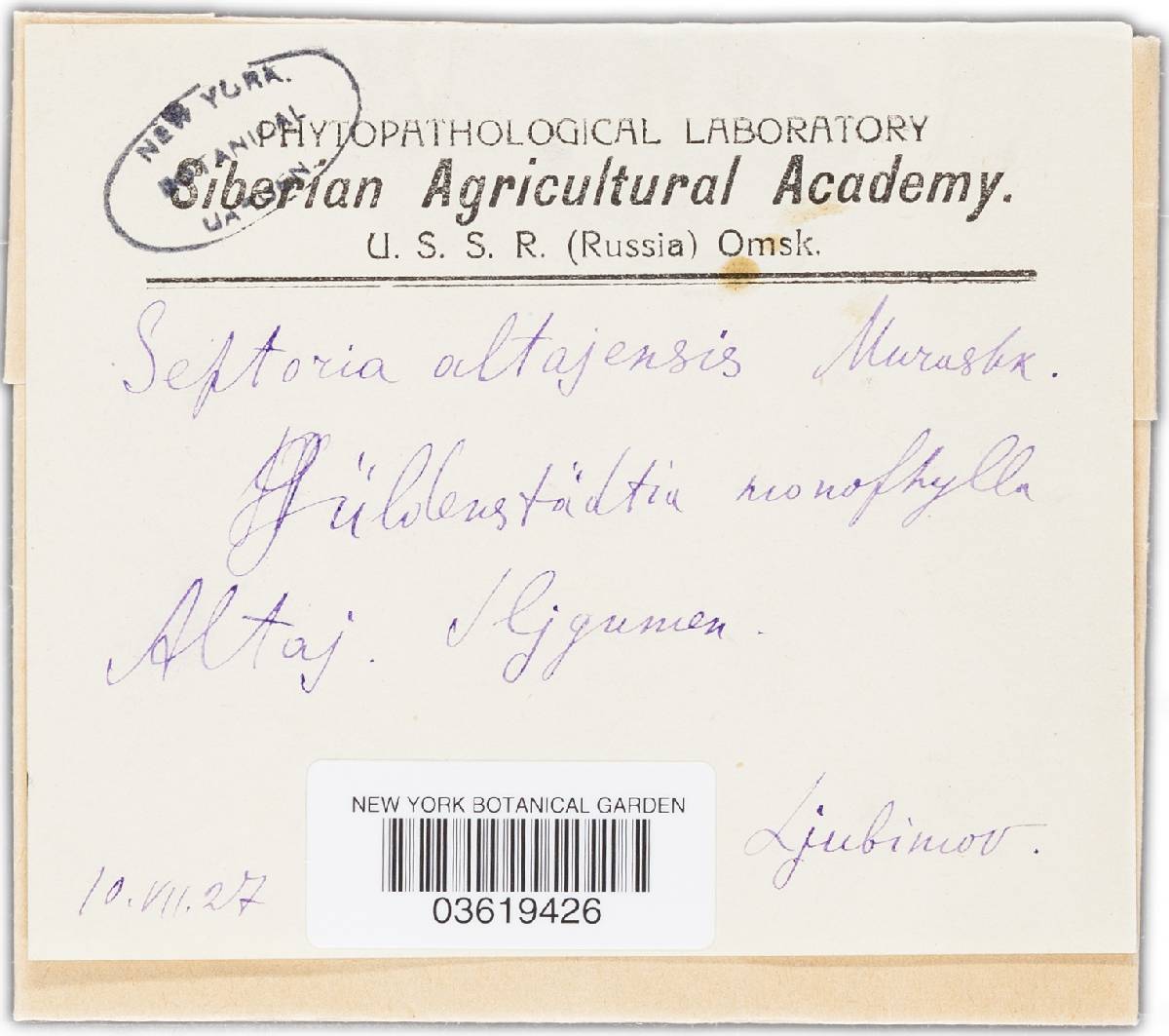 Septoria altajensis image