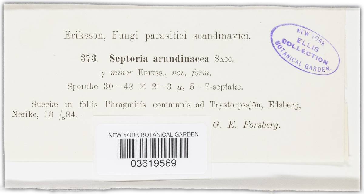 Septoria arundinacea image