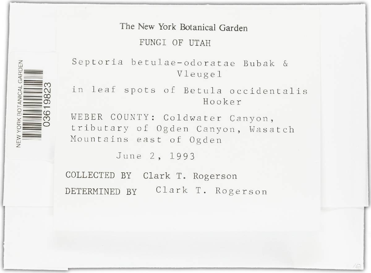 Septoria betulae-odoratae image