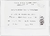 Uromyces fallens image