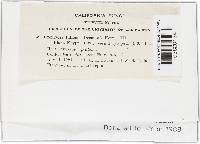 Uromyces fallens image