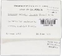 Uromyces fallens image