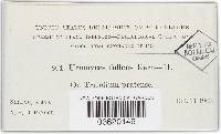 Uromyces fallens image