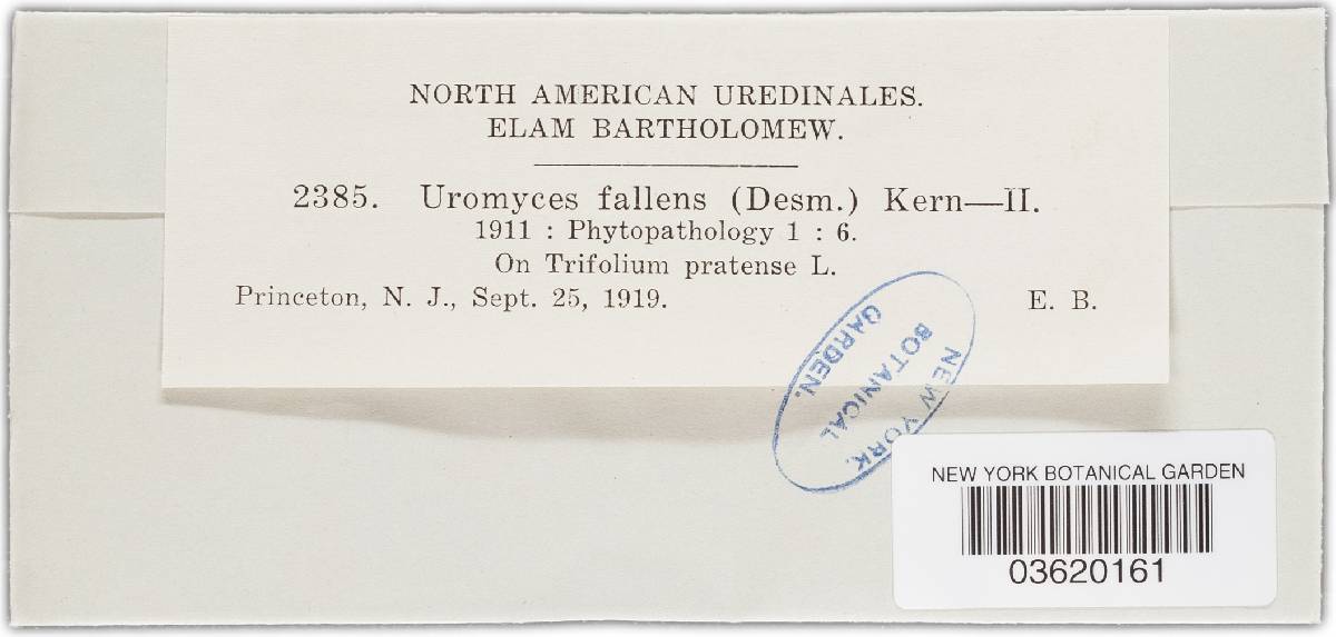 Uromyces fallens image