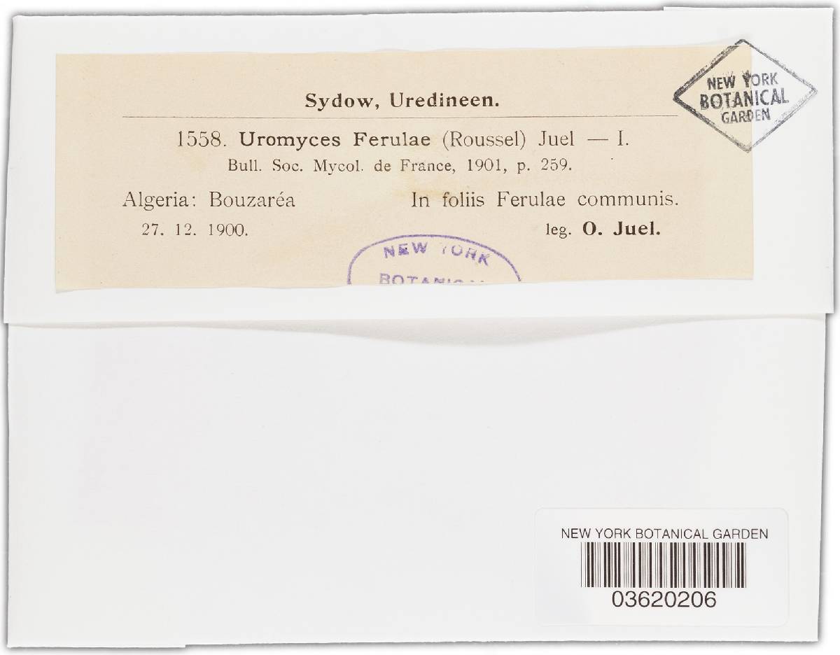Uromyces ferulae image