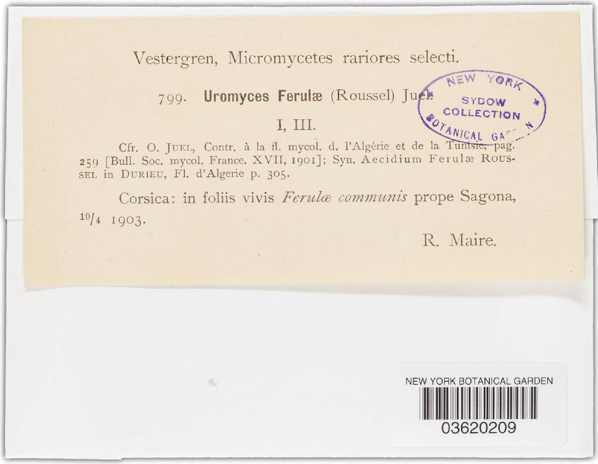 Uromyces ferulae image